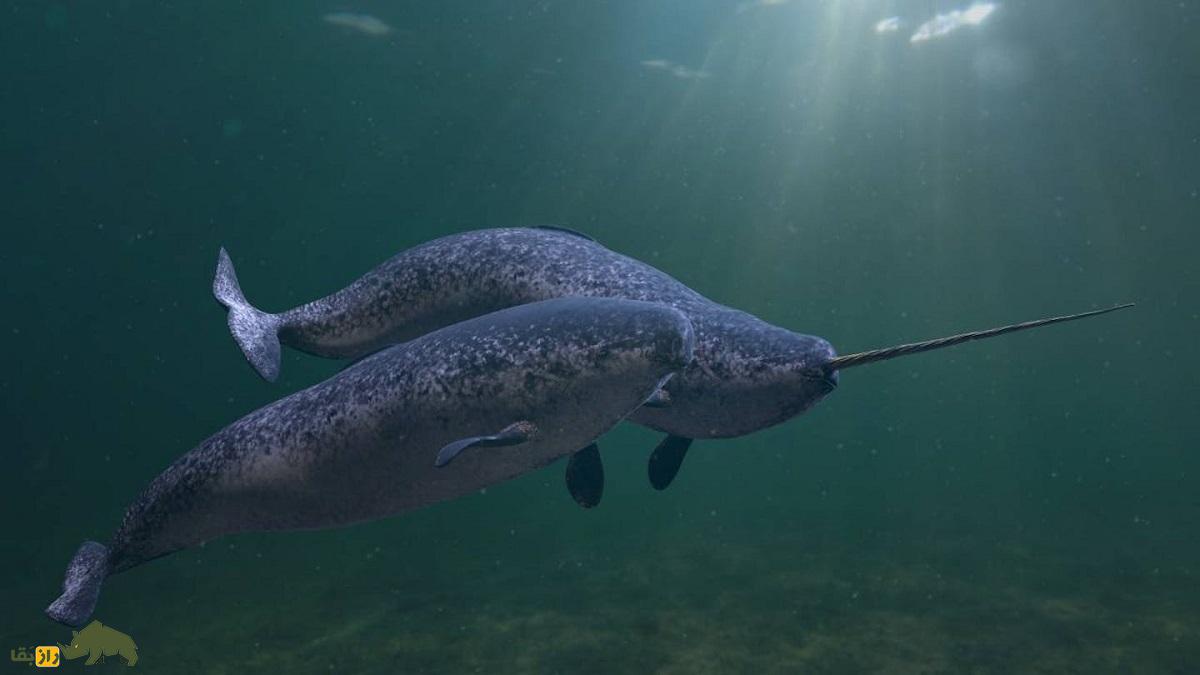 ناروال یا تک‌شاخ دریا؛ نهنگی شبیه مرده‌ها که عاج دارد و قیمتش ۸۰۰ میلیون تومان است