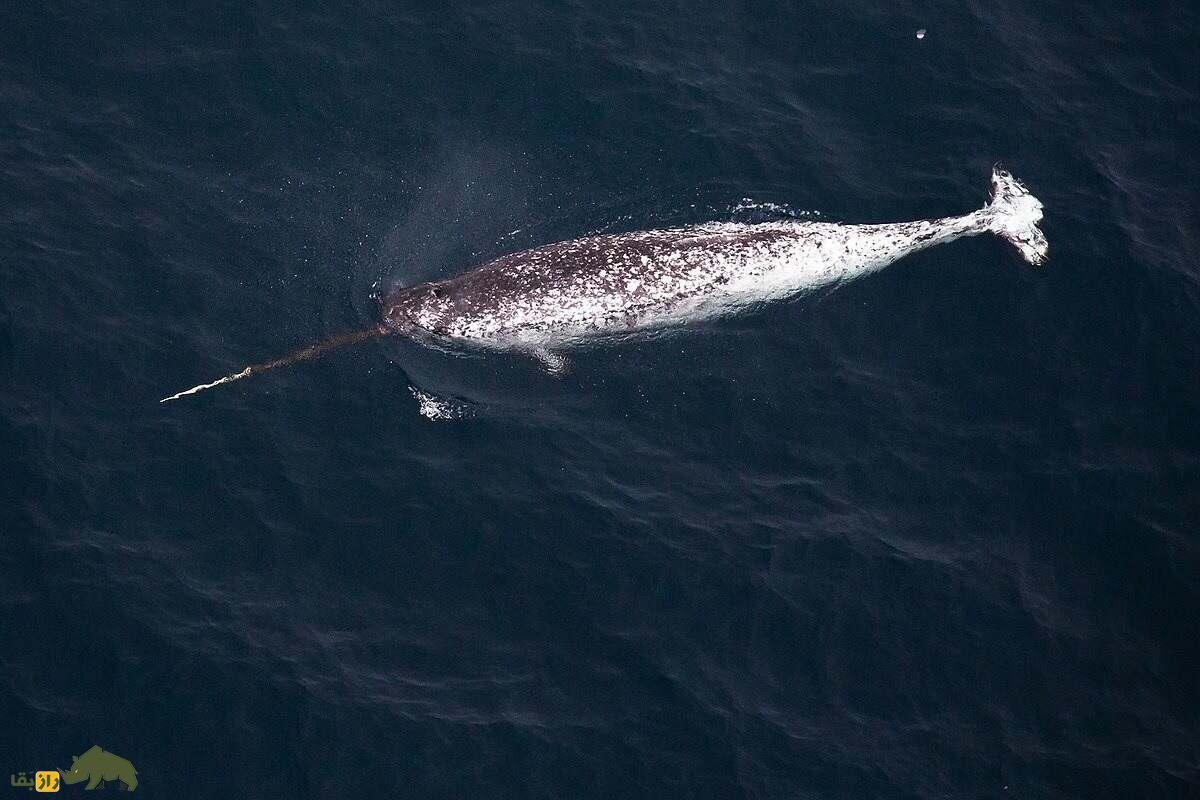ناروال یا تک‌شاخ دریا؛ نهنگی شبیه مرده‌ها که عاج دارد و قیمتش ۸۰۰ میلیون تومان است