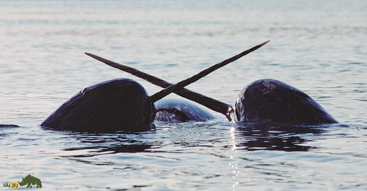 ناروال یا تک‌شاخ دریا؛ نهنگی شبیه مرده‌ها که عاج دارد و قیمتش ۸۰۰ میلیون تومان است