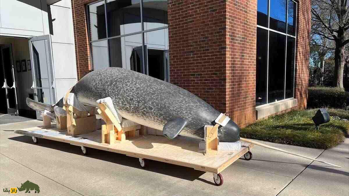 ناروال یا تک‌شاخ دریا؛ نهنگی شبیه مرده‌ها که عاج دارد و قیمتش ۸۰۰ میلیون تومان است