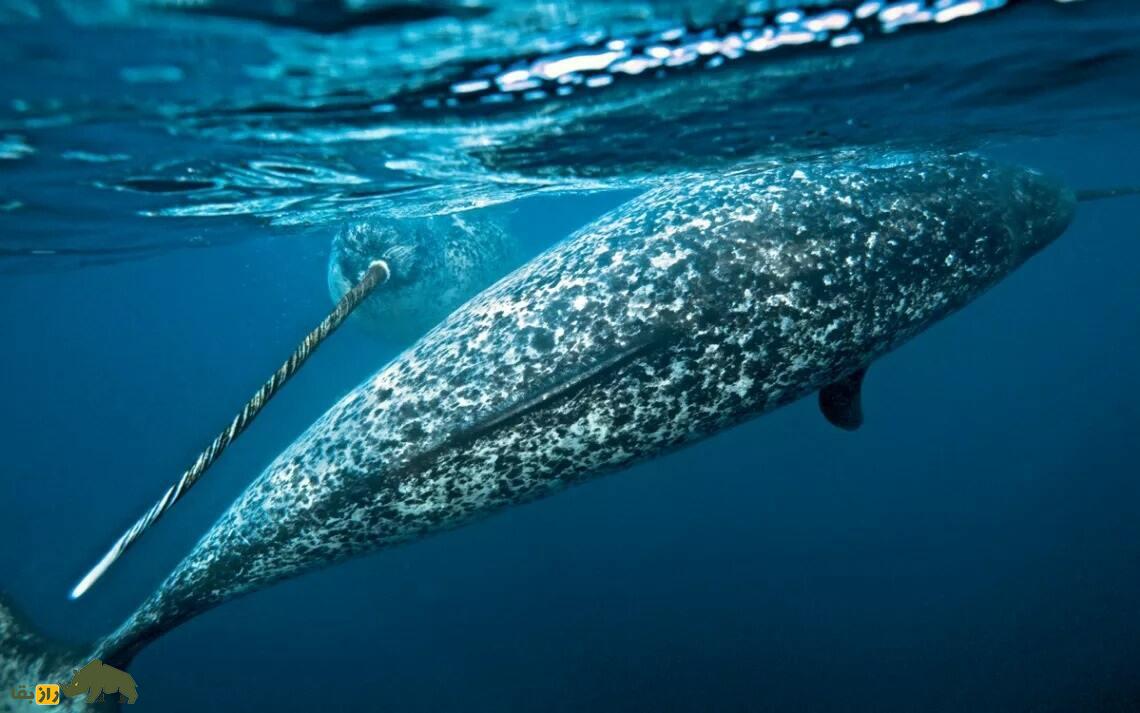 ناروال یا تک‌شاخ دریا؛ نهنگی شبیه مرده‌ها که عاج دارد و قیمتش ۸۰۰ میلیون تومان است