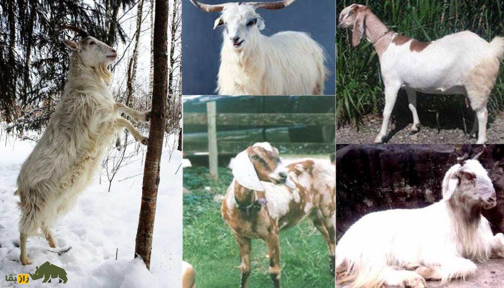 بز کاغانی؛ بز خجالتی پاکستانی که با پشم آن شالهای گرانقیمت پشمینه تولید میشود بز کاغانی؛ بز خجالتی پاکستانی که با پشم آن شالهای گرانقیمت پشمینه تولید میشود