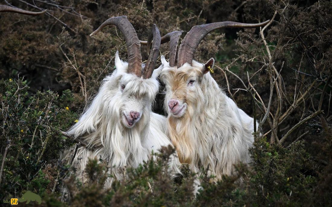 بز کاغانی؛ بز معروف پاکستانی که در تولید شال پشمی در جهان معروف است بز کاغانی؛ بز معروف پاکستانی که در تولید شال پشمی در جهان معروف است
