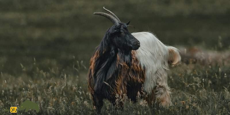 بز کاغانی؛ بز معروف پاکستانی که در تولید شال پشمی در جهان معروف است بز کاغانی؛ بز معروف پاکستانی که در تولید شال پشمی در جهان معروف است