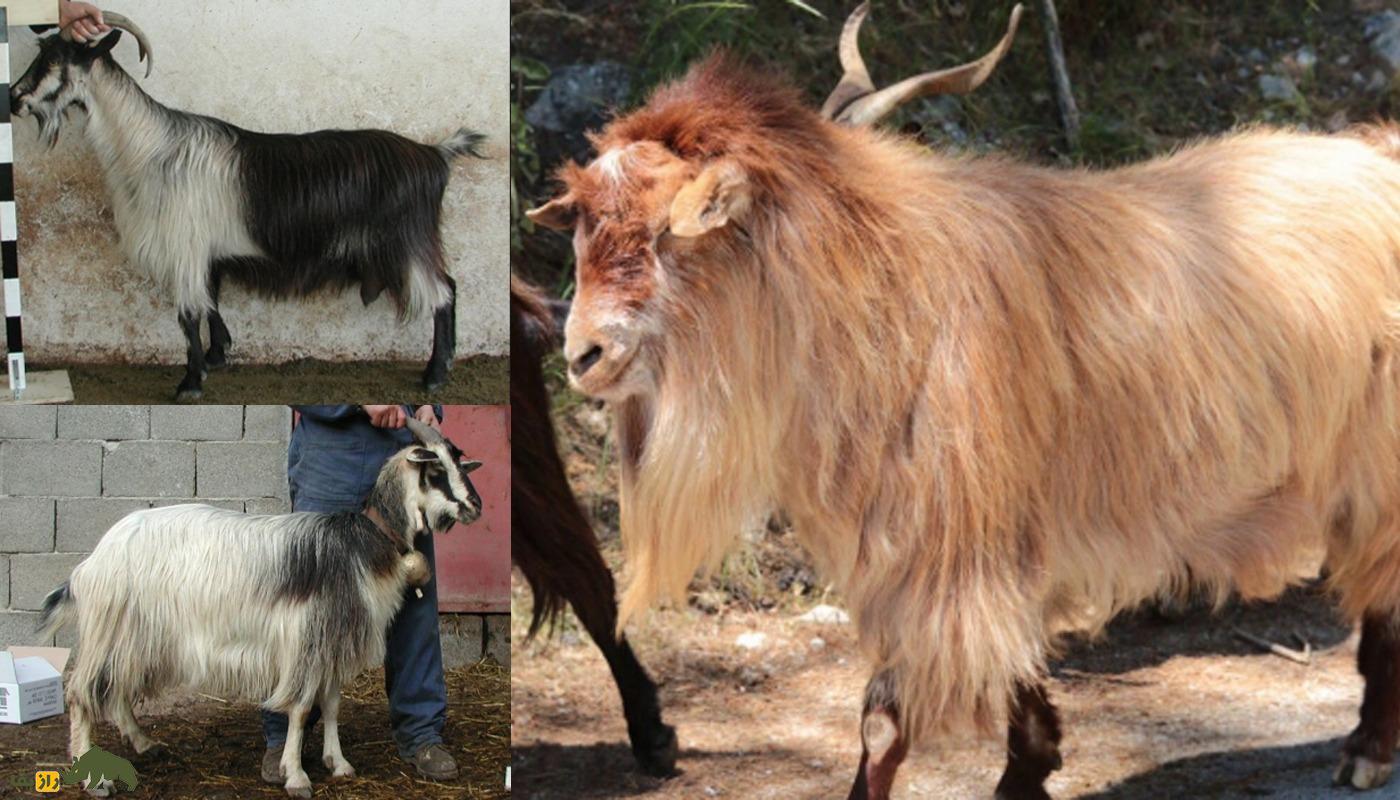 بز کاغانی؛ بز معروف پاکستانی که در تولید شال پشمی در جهان معروف است بز کاغانی؛ بز معروف پاکستانی که در تولید شال پشمی در جهان معروف است