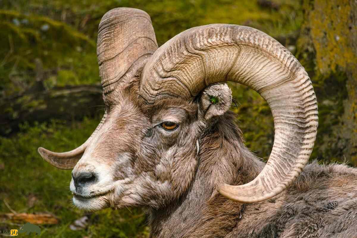 گوسفند بزرگ‌شاخ؛ گوسفند باستانی ۷۵۰ هزار ساله که وزن شاخ آن ۱۵ کیلوگرم است