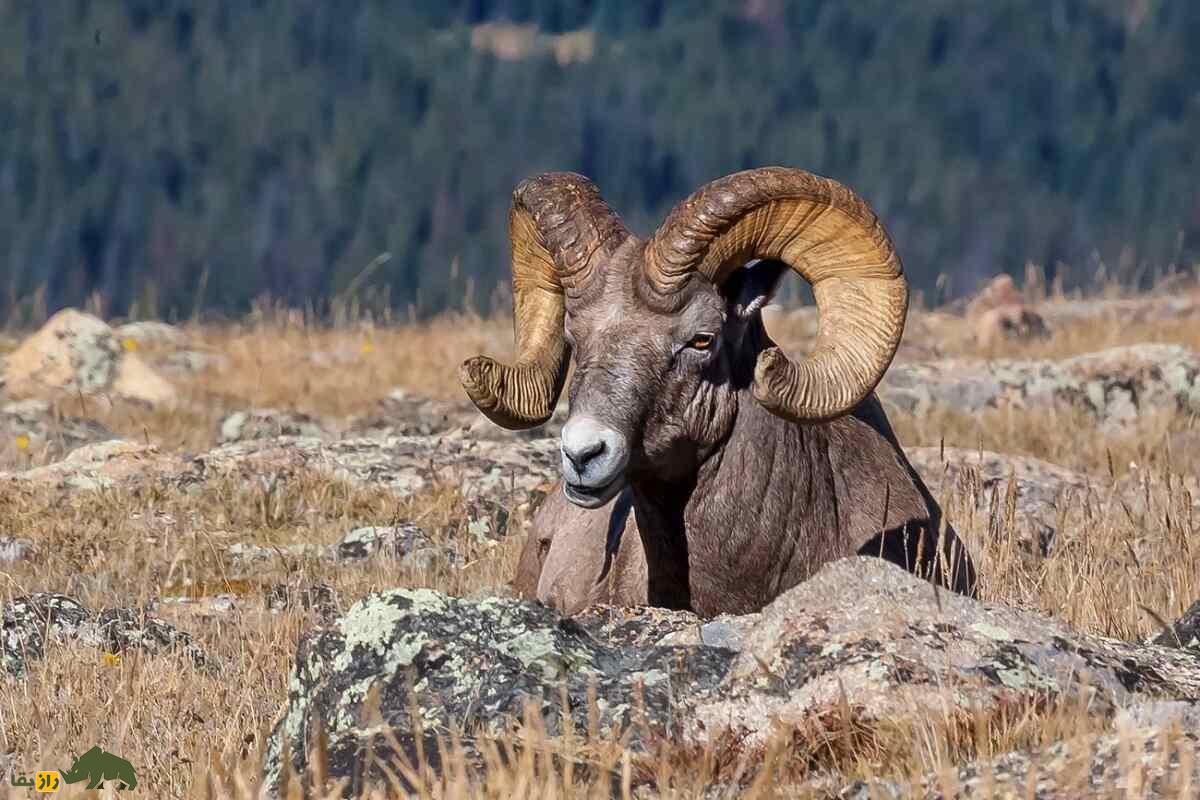 گوسفند بزرگ‌شاخ؛ گوسفند باستانی ۷۵۰ هزار ساله که وزن شاخ آن ۱۵ کیلوگرم است