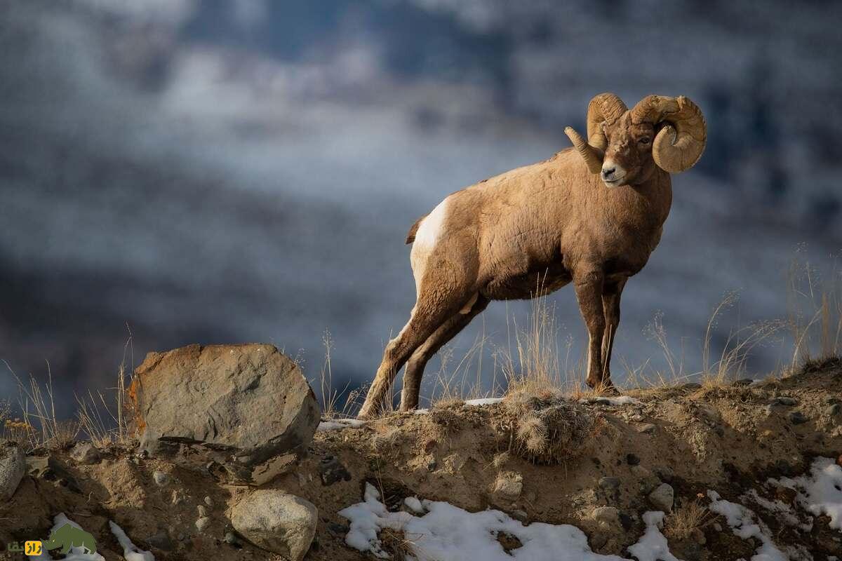 گوسفند بزرگ‌شاخ؛ گوسفند باستانی ۷۵۰ هزار ساله که وزن شاخ آن ۱۵ کیلوگرم است