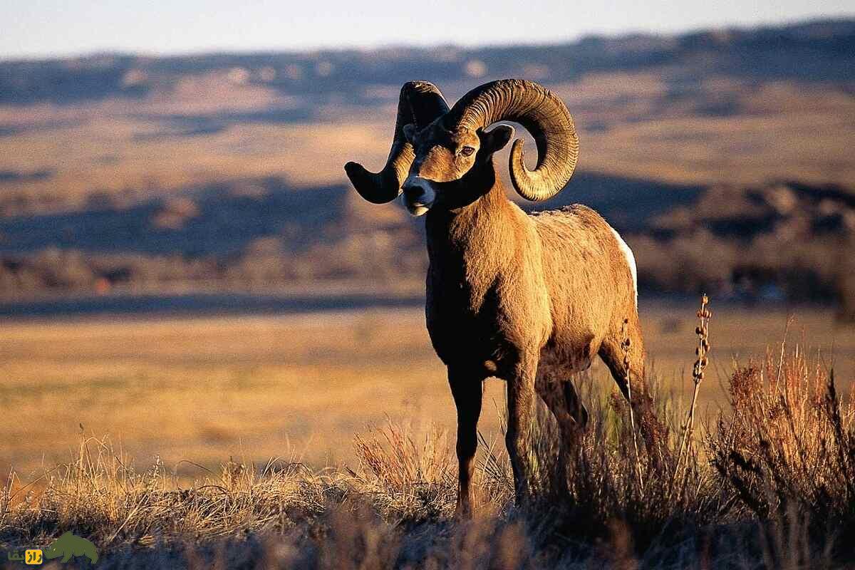 گوسفند بزرگ‌شاخ؛ گوسفند باستانی ۷۵۰ هزار ساله که وزن شاخ آن ۱۵ کیلوگرم است