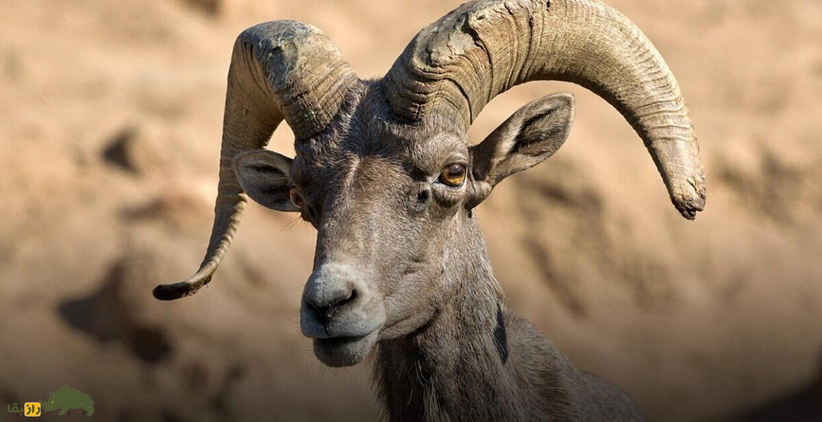 گوسفند بزرگ‌شاخ؛ گوسفند باستانی ۷۵۰ هزار ساله که وزن شاخ آن ۱۵ کیلوگرم است