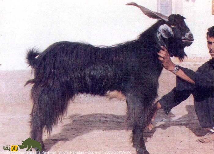 بز چاپار؛ بز پاکستانی که موی بلندش شهره خاص و عام است