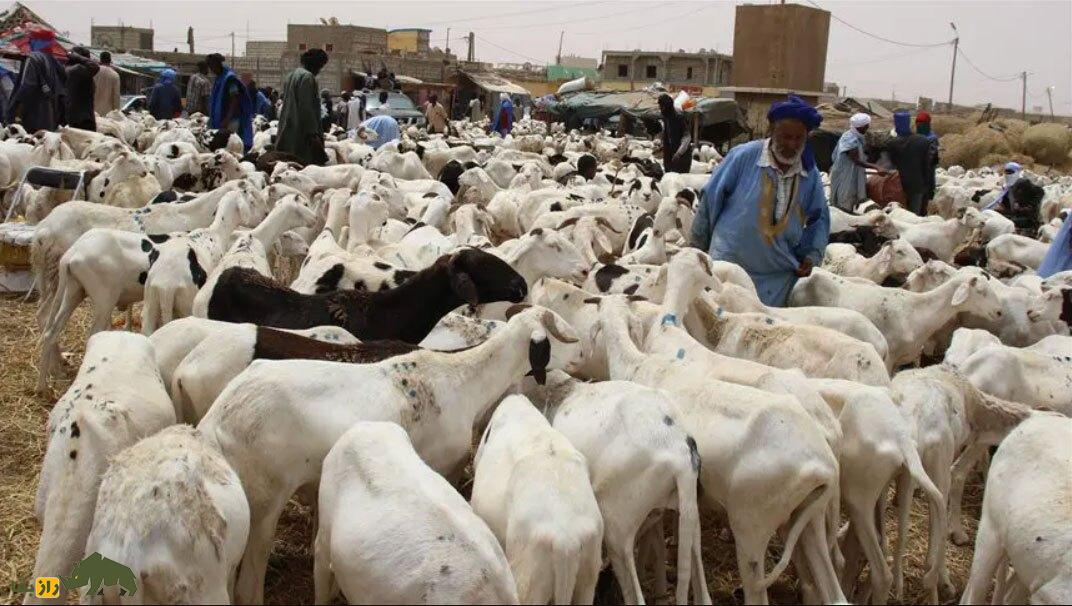 بز چاپار؛ بز پاکستانی که موی بلندش شهره خاص و عام است