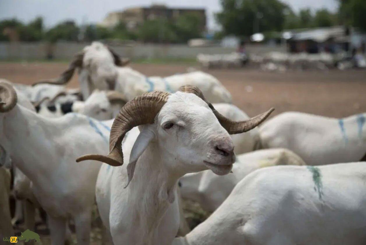 بز چاپار؛ بز پاکستانی که موی بلندش شهره خاص و عام است