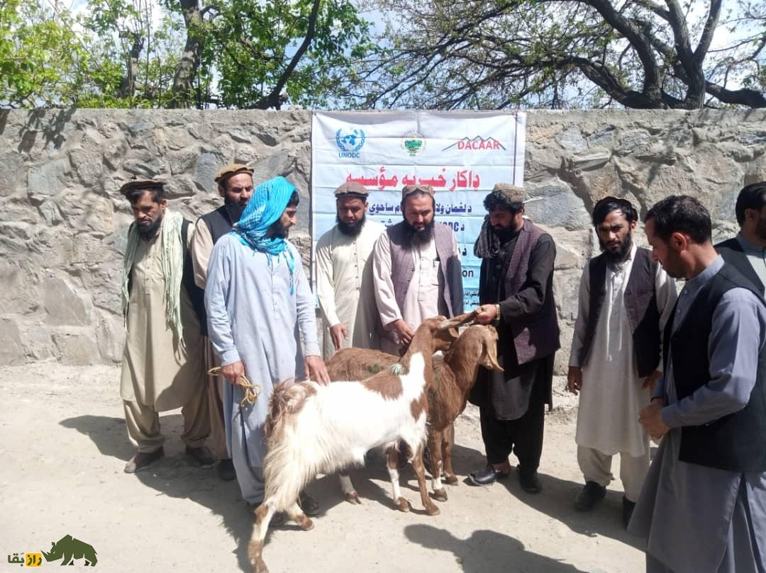 بز چاپار؛ بز پاکستانی که موی بلندش شهره خاص و عام است