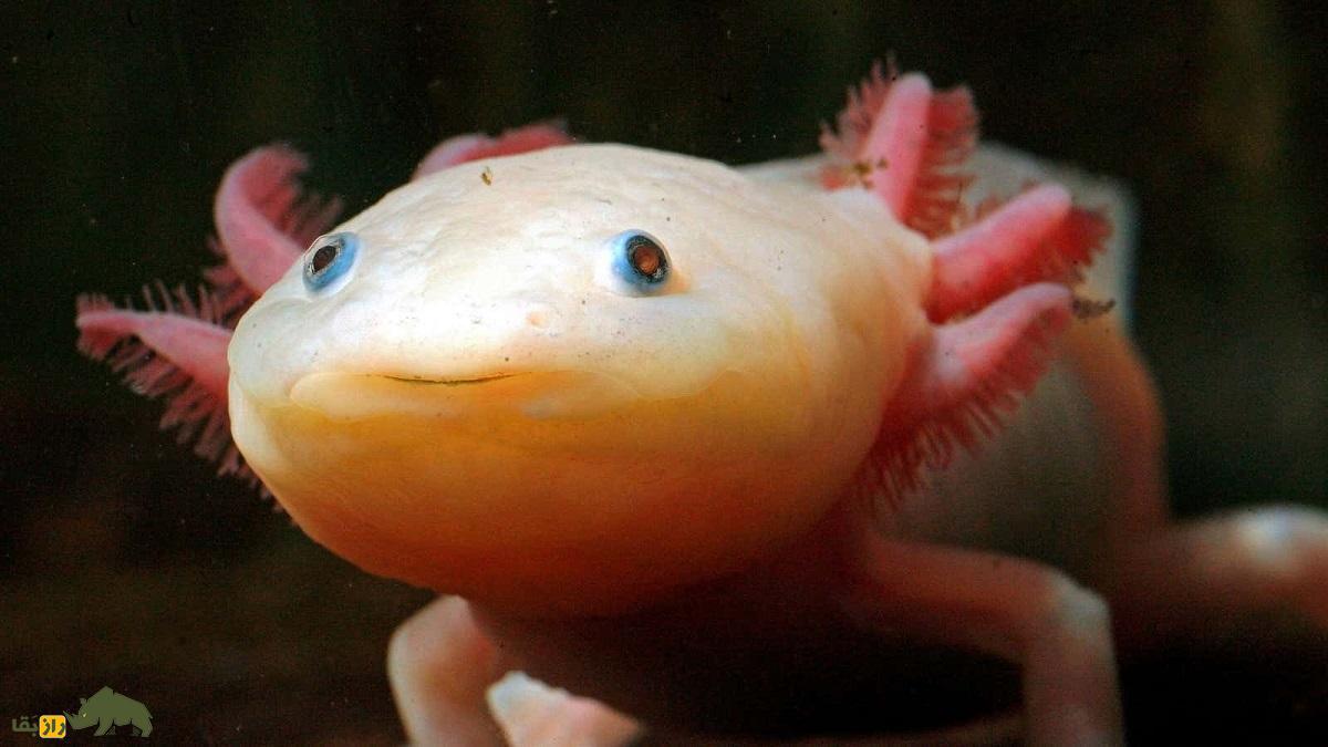 «اکسولوتل» یا «سمندر مکزیکی»؛ حیوان عجیبی که خودش را بازسازی میکند و قبل از جفتگیری «والس» میرقصد «اکسولوتل» یا «سمندر مکزیکی»؛ حیوان عجیبی که خودش را بازسازی میکند و قبل از جفتگیری «والس» میرقصد