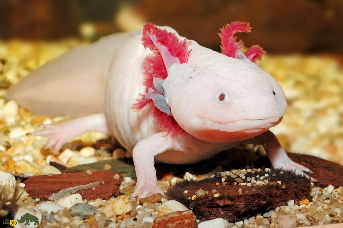 «اکسولوتل» یا «سمندر مکزیکی»؛ حیوان عجیبی که خودش را بازسازی میکند و قبل از جفتگیری «والس» میرقصد «اکسولوتل» یا «سمندر مکزیکی»؛ حیوان عجیبی که خودش را بازسازی میکند و قبل از جفتگیری «والس» میرقصد