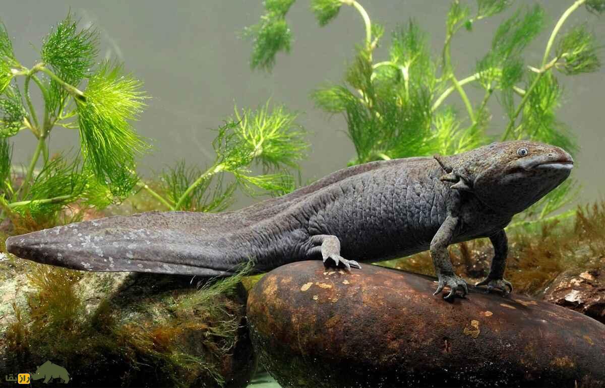 «اکسولوتل» یا «سمندر مکزیکی»؛ حیوان عجیبی که خودش را بازسازی میکند و قبل از جفتگیری «والس» میرقصد «اکسولوتل» یا «سمندر مکزیکی»؛ حیوان عجیبی که خودش را بازسازی میکند و قبل از جفتگیری «والس» میرقصد