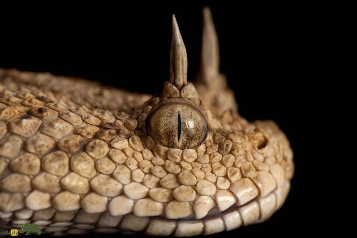 مار شاخ دار