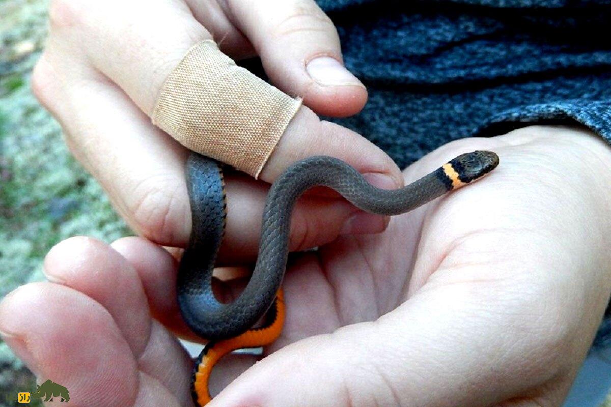 عجیب‌ترین مار‌های دنیا؛ از مار نخی تا افعی مودار!