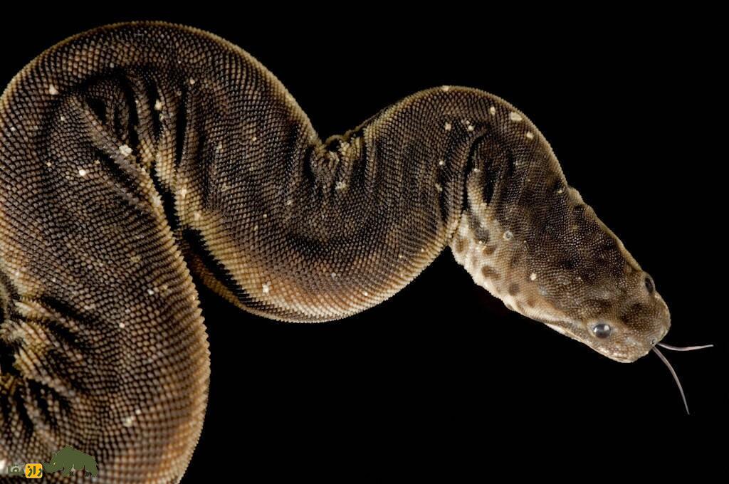 عجیب‌ترین مار‌های دنیا؛ از مار نخی تا افعی مودار!