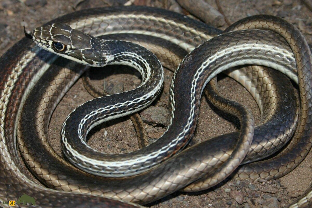 عجیب‌ترین مار‌های دنیا؛ از مار نخی تا افعی مودار!