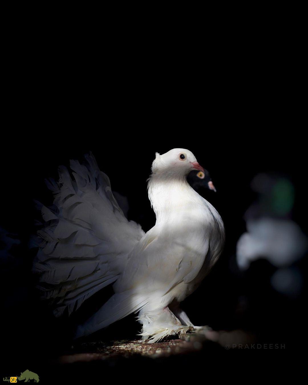 کبوتر دُم‌پنکه‌ای؛ کبوتر شبیه طاووس که دم‌اش مثل پنکه است و ۶ بار در سال جفت‌گیری می‌کند