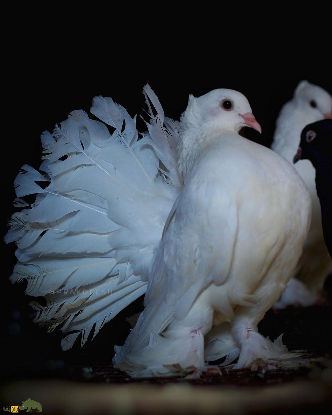 کبوتر دُم‌پنکه‌ای؛ کبوتر شبیه طاووس که دم‌اش مثل پنکه است و ۶ بار در سال جفت‌گیری می‌کند