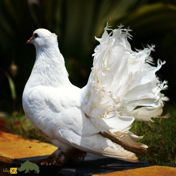 کبوتر دُم‌پنکه‌ای؛ کبوتر شبیه طاووس که دم‌اش مثل پنکه است و ۶ بار در سال جفت‌گیری می‌کند