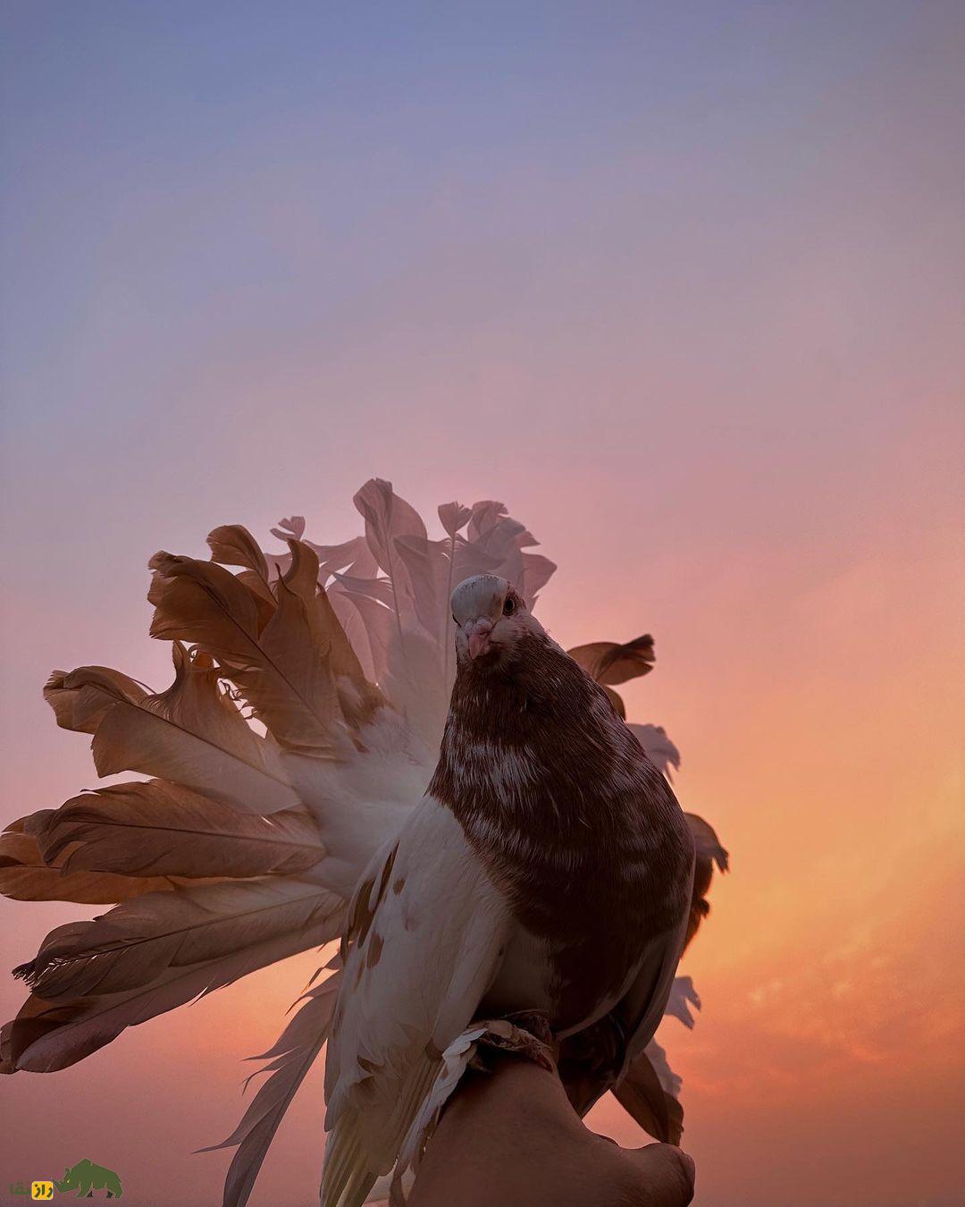 کبوتر دُم‌پنکه‌ای؛ کبوتر شبیه طاووس که دم‌اش مثل پنکه است و ۶ بار در سال جفت‌گیری می‌کند