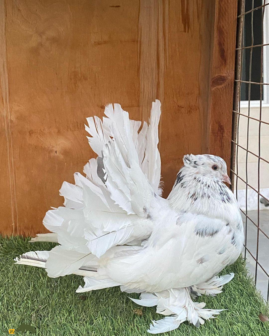 کبوتر دُم‌پنکه‌ای؛ کبوتر شبیه طاووس که دم‌اش مثل پنکه است و ۶ بار در سال جفت‌گیری می‌کند