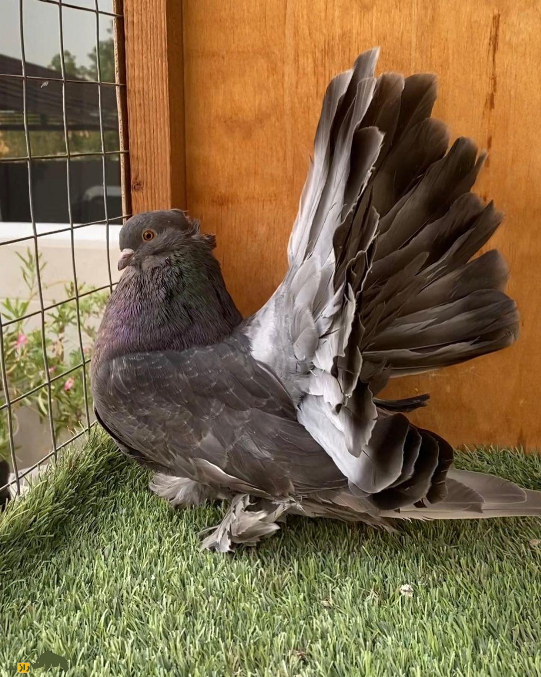 کبوتر دُم‌پنکه‌ای؛ کبوتر شبیه طاووس که دم‌اش مثل پنکه است و ۶ بار در سال جفت‌گیری می‌کند