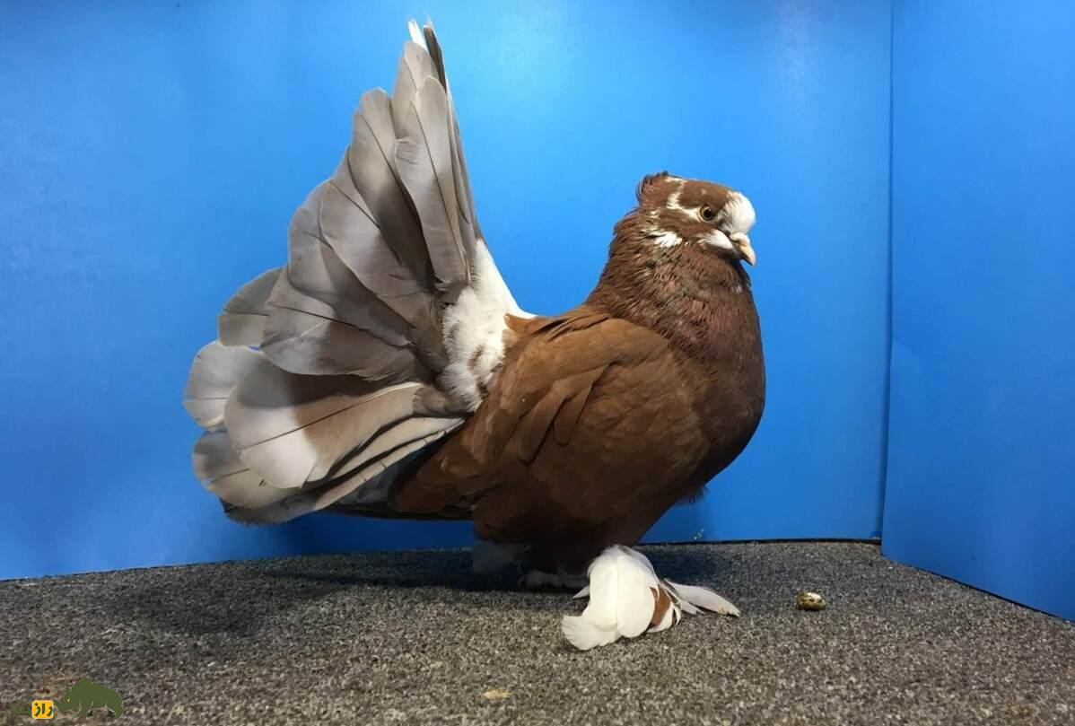 کبوتر دُم‌پنکه‌ای؛ کبوتر شبیه طاووس که دم‌اش مثل پنکه است و ۶ بار در سال جفت‌گیری می‌کند