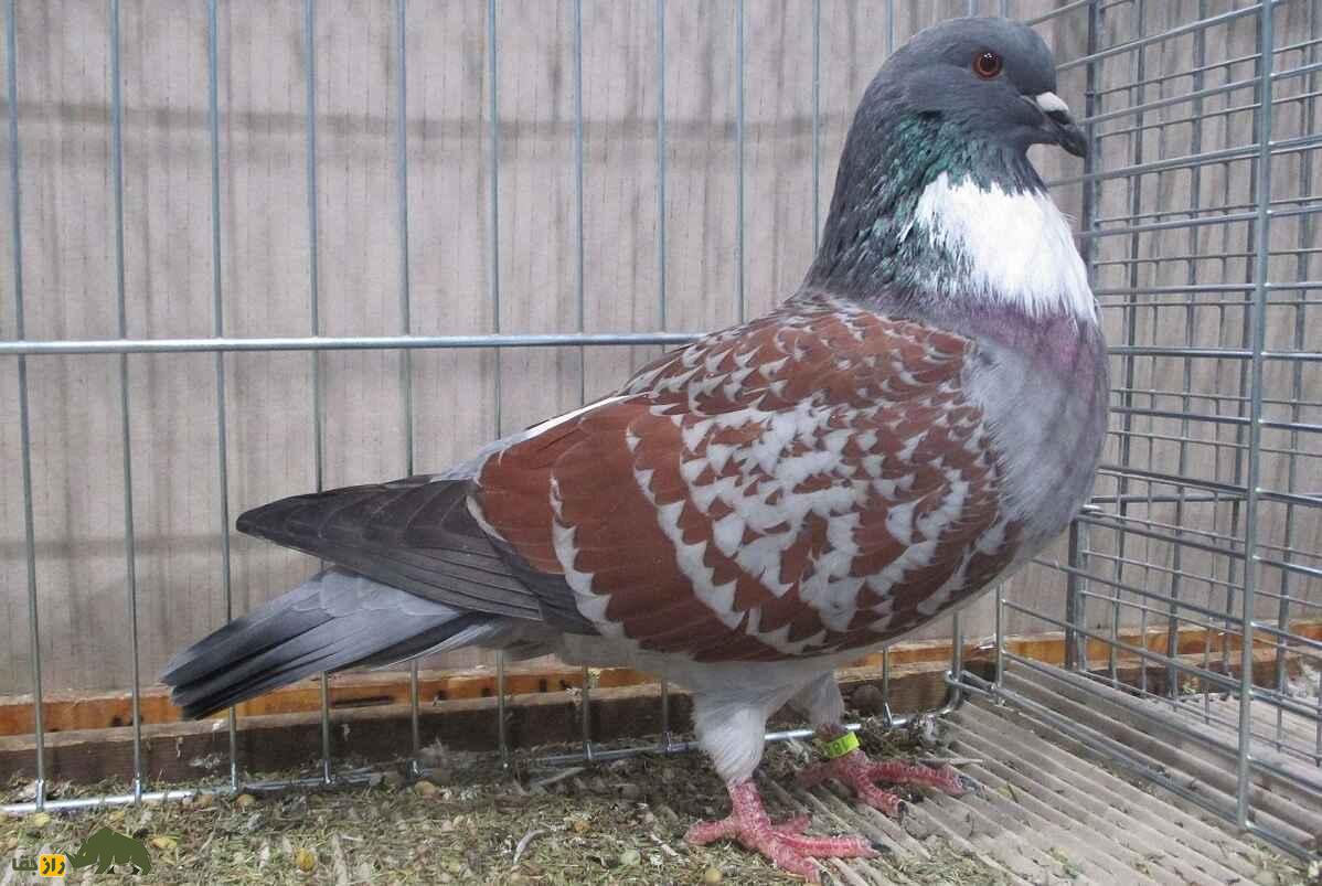 کبوتر کوچوآ؛ کبوتر فرانسوی زیبایی که رنگ‌بندی مشبک و چشمان نارنجی رنگ دارد