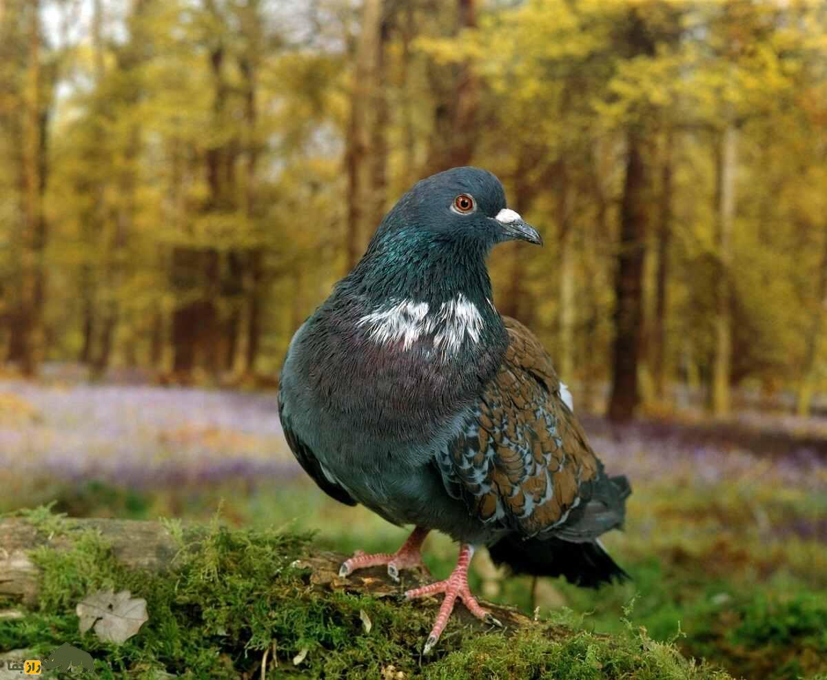 کبوتر کوچوآ؛ کبوتر فرانسوی زیبایی که رنگ‌بندی مشبک و چشمان نارنجی رنگ دارد