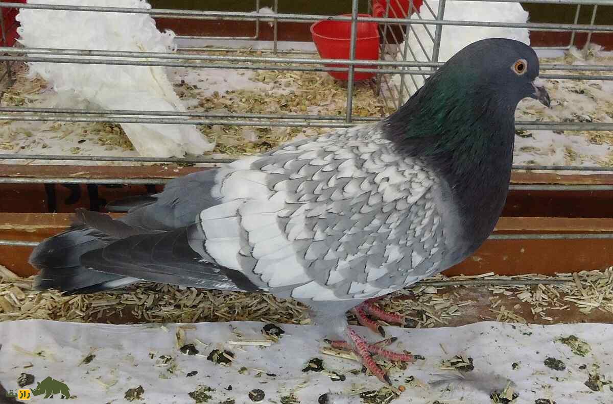 کبوتر کوچوآ؛ کبوتر فرانسوی زیبایی که رنگ‌بندی مشبک و چشمان نارنجی رنگ دارد