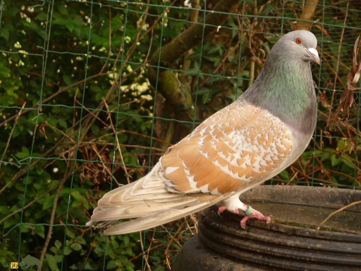 کبوتر کوچوآ؛ کبوتر فرانسوی زیبایی که رنگ‌بندی مشبک و چشمان نارنجی رنگ دارد