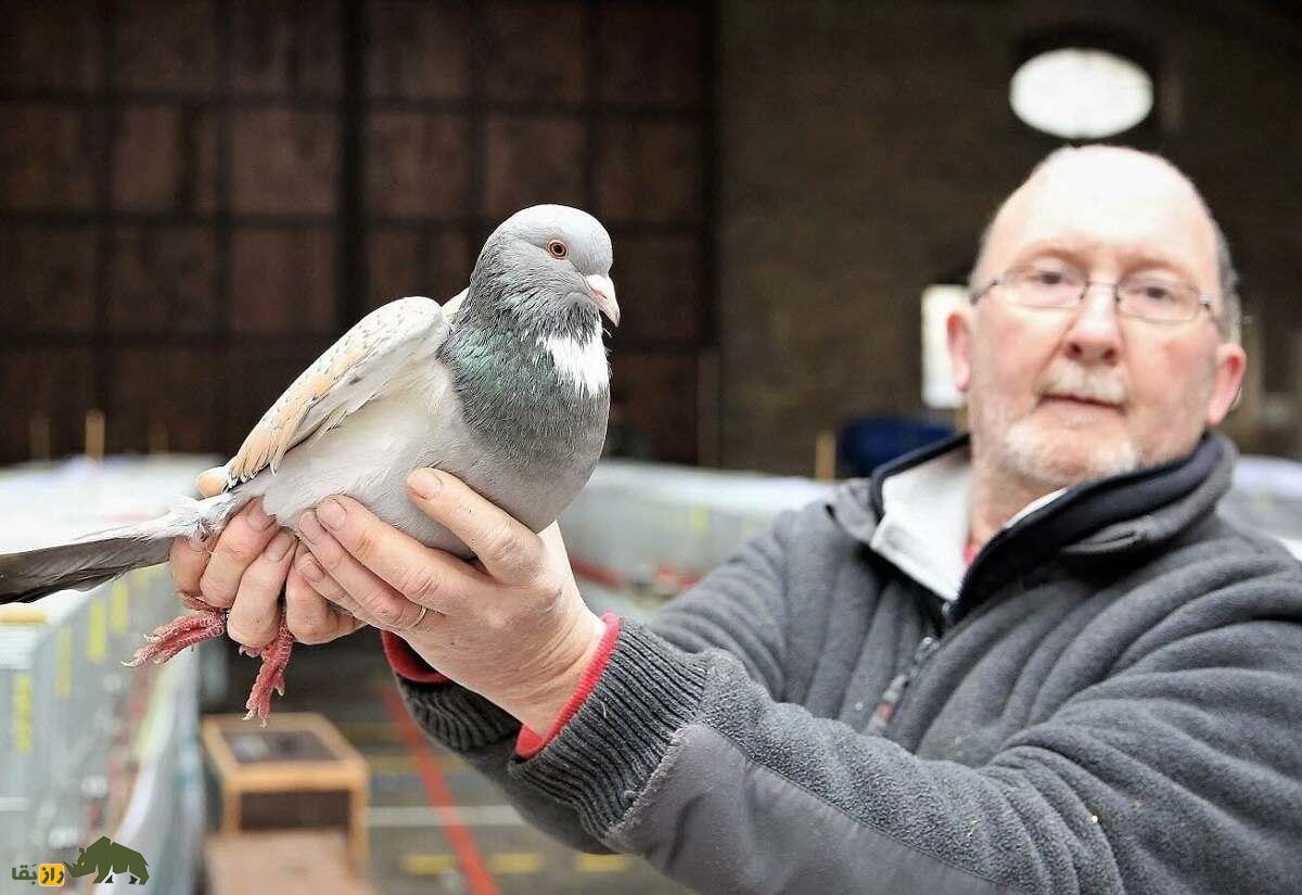کبوتر کوچوآ؛ کبوتر فرانسوی زیبایی که رنگ‌بندی مشبک و چشمان نارنجی رنگ دارد