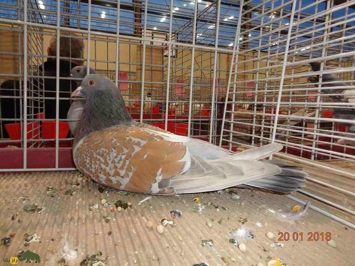 کبوتر کوچوآ؛ کبوتر فرانسوی زیبایی که رنگ‌بندی مشبک و چشمان نارنجی رنگ دارد