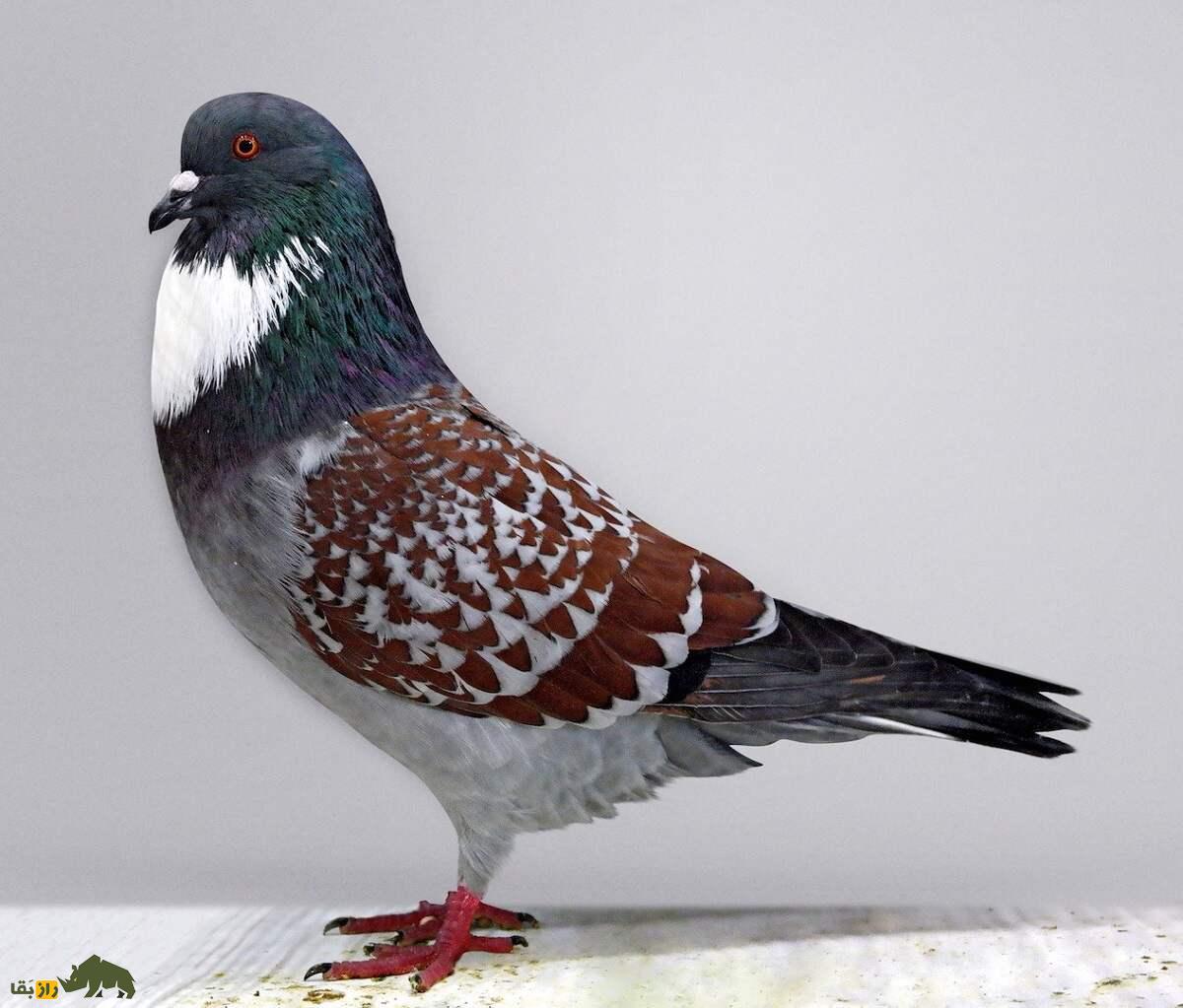کبوتر کوچوآ؛ کبوتر فرانسوی زیبایی که رنگ‌بندی مشبک و چشمان نارنجی رنگ دارد