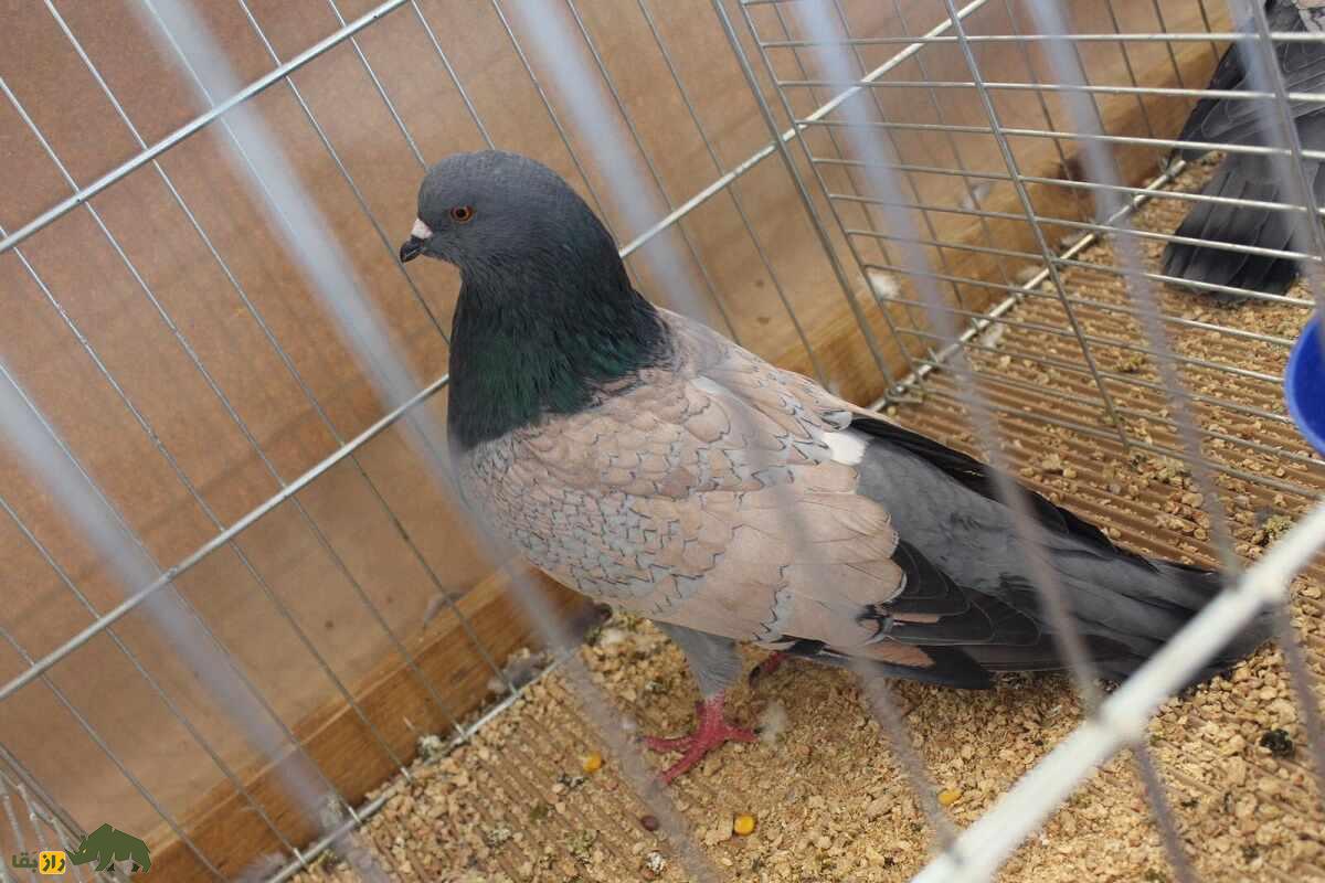 کبوتر کوچوآ؛ کبوتر فرانسوی زیبایی که رنگ‌بندی مشبک و چشمان نارنجی رنگ دارد