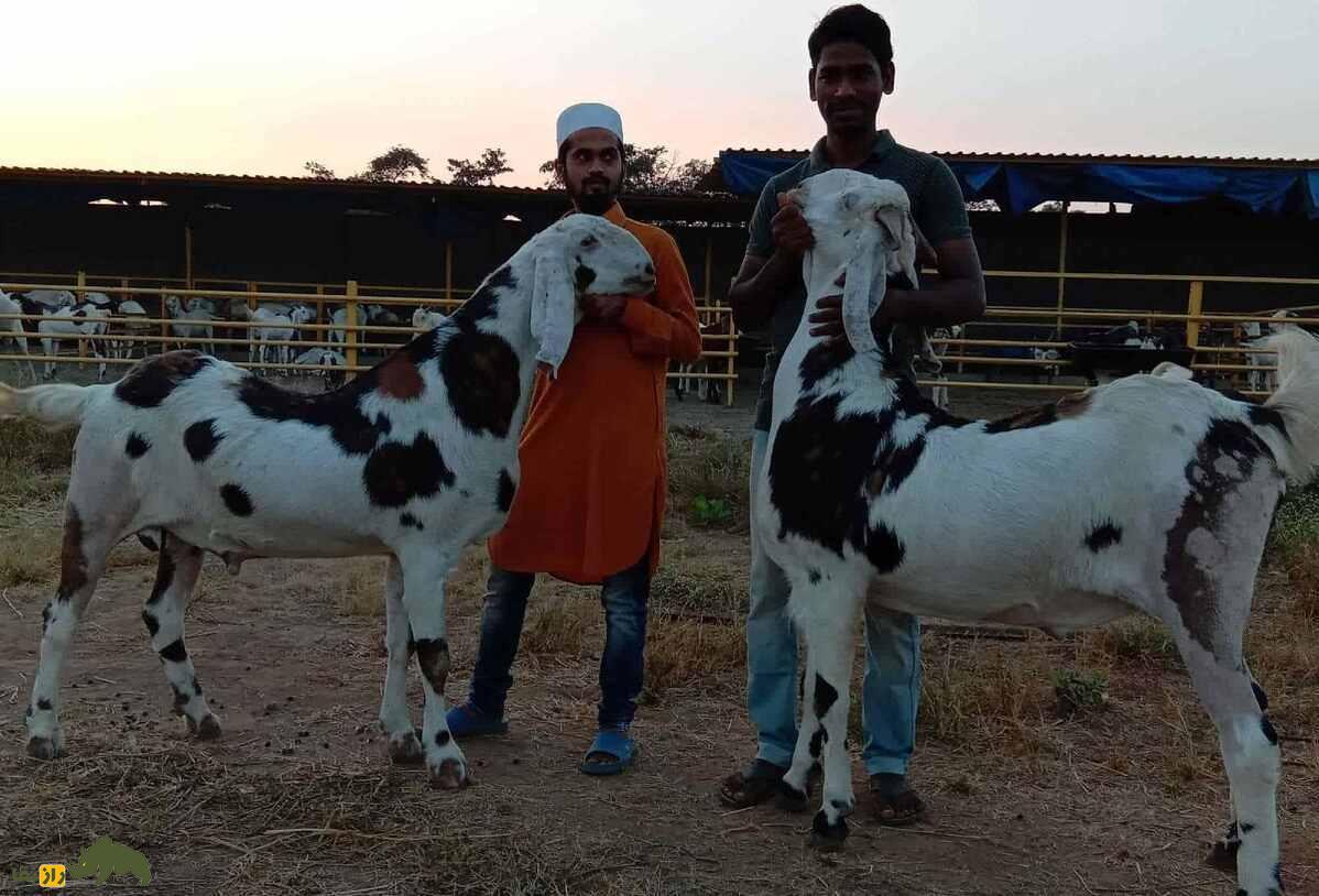 بز گوجری؛ بز پاکستانی مشهور که بلندقدترین بز جهان است بز گوجری؛ بز پاکستانی مشهور که بلندقدترین بز جهان است