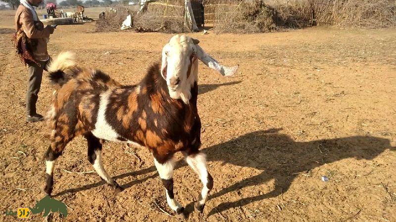 بز گوجری؛ بز پاکستانی مشهور که بلندقدترین بز جهان است بز گوجری؛ بز پاکستانی مشهور که بلندقدترین بز جهان است