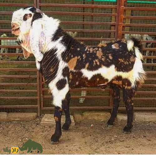 بز گوجری؛ بز پاکستانی مشهور که بلندقدترین بز جهان است بز گوجری؛ بز پاکستانی مشهور که بلندقدترین بز جهان است