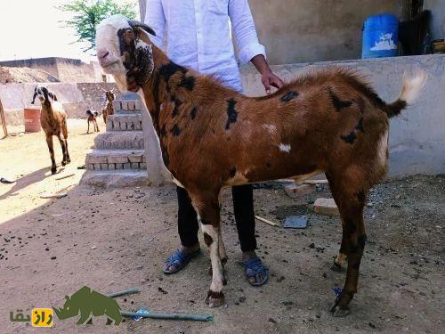 بز گوجری؛ بز پاکستانی مشهور که بلندقدترین بز جهان است بز گوجری؛ بز پاکستانی مشهور که بلندقدترین بز جهان است
