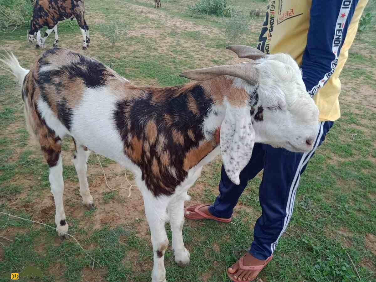 بز گوجری؛ بز پاکستانی مشهور که بلندقدترین بز جهان است