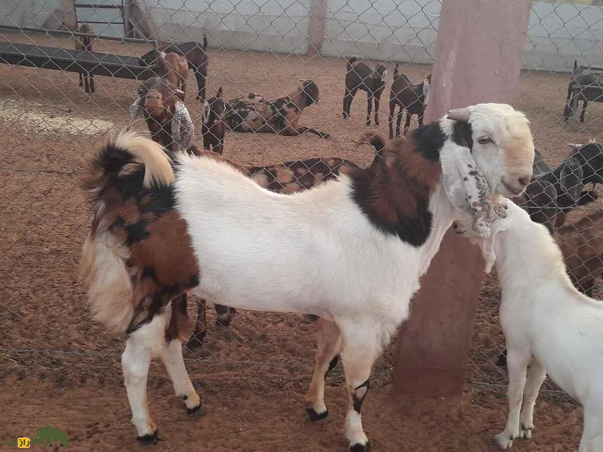 بز گوجری؛ بز پاکستانی مشهور که بلندقدترین بز جهان است بز گوجری؛ بز پاکستانی مشهور که بلندقدترین بز جهان است