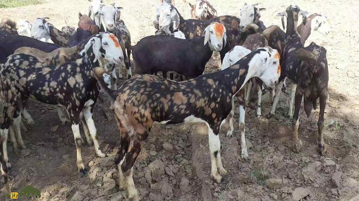 بز گوجری؛ بز پاکستانی مشهور که بلندقدترین بز جهان است بز گوجری؛ بز پاکستانی مشهور که بلندقدترین بز جهان است