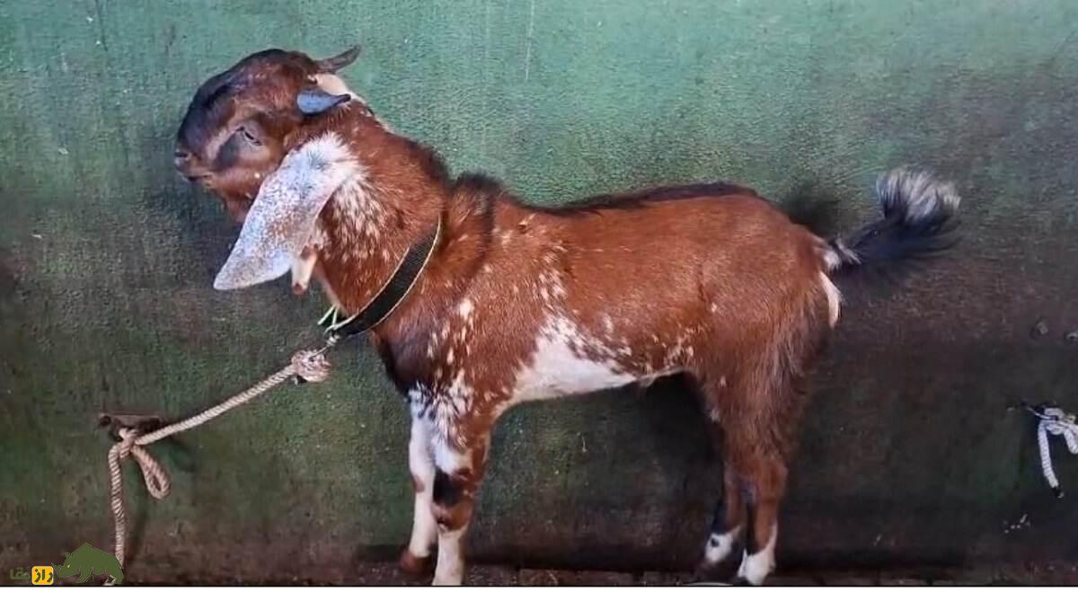 بز گوجری؛ بز پاکستانی مشهور که بلندقدترین بز جهان است بز گوجری؛ بز پاکستانی مشهور که بلندقدترین بز جهان است