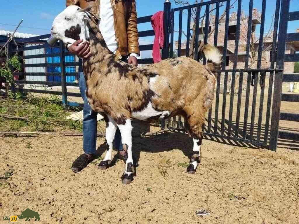 بز گوجری؛ بز پاکستانی مشهور که بلندقدترین بز جهان است بز گوجری؛ بز پاکستانی مشهور که بلندقدترین بز جهان است