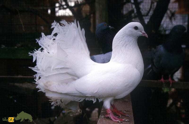 کبوتر دُم‌چتری؛ محبوب‌ترین کبوتر فانتزی که پاکستانی‌ست و زیباترین دُم جهان را دارد